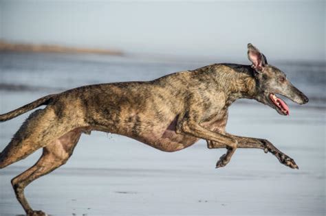 Whippet Hunderassen