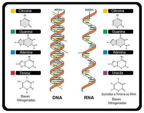 Cidos Nucleicos O Que S O Seus Tipos E Como S O Formados Toda Mat Ria