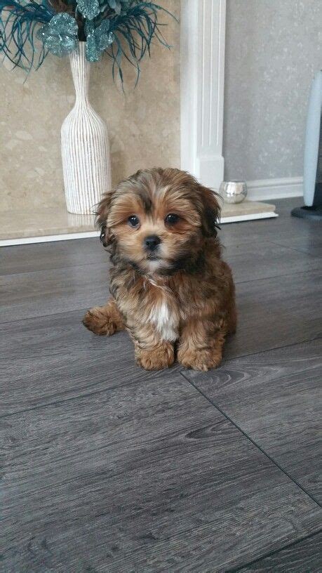 Shih Tzu Chihuahua Mix Puppies - Pets Lovers