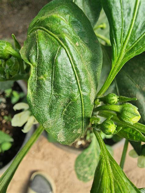 Broad Mites - Broadmites on Pepper And Chilli Plants - How to Treat and