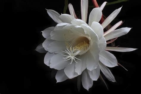 Una flor de un cactus en mi jardín una flor blanca con un centro