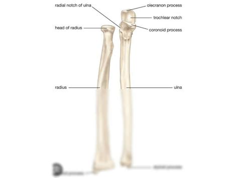 Solution Elbow And Wrist Surface Anatomy Studypool