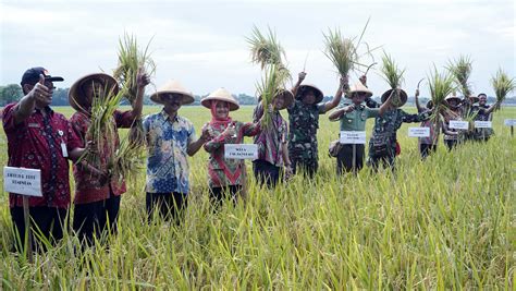 PETANI DIBAL GELAR PANEN RAYA PADI Pemerintah Provinsi Jawa Tengah