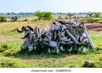 2,309 Piles anatomy Images, Stock Photos & Vectors | Shutterstock