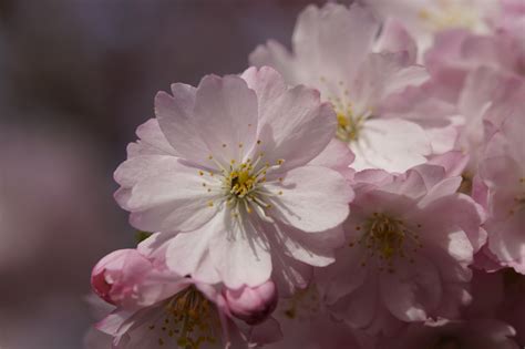 Free Images Branch Flower Petal Bloom Food Spring Produce Pink