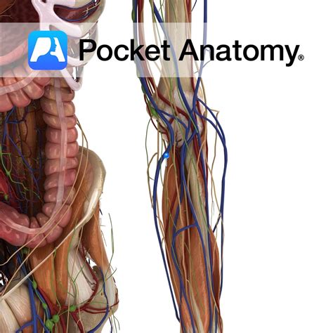 Ulnar nerve - Pocket Anatomy