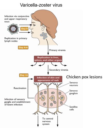 Herpes Simplex And Varicella Zoster Viruses Flashcards Quizlet