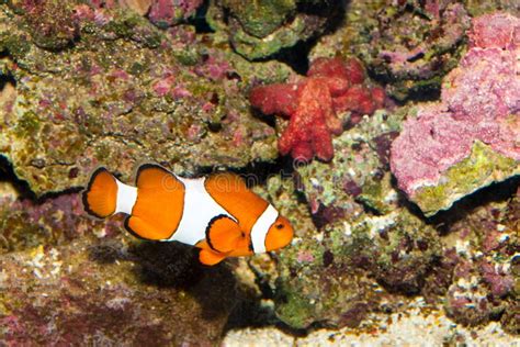 Clownfish in Aquarium stock photo. Image of ocean, clown - 12907542