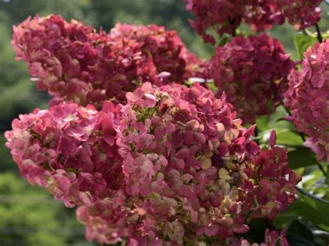 Panicle Hydrangea | A Cultivation Guide For Lush Blooms