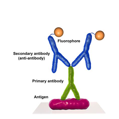 Custom Antibody Conjugation Service