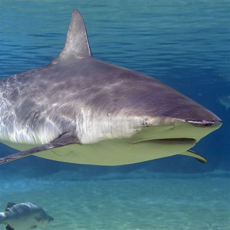 Rare shark attack in Australia's Swan River near Perth