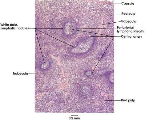 16+ Anatomy Diagram Spleen Gif