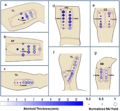 Electrode Placement Locations From The Seven Tested Muscles