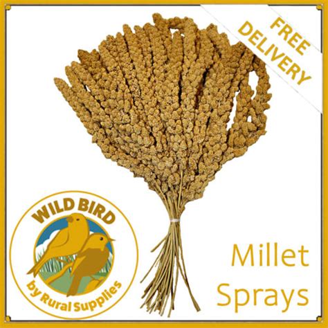 Millet Sprays 1kg Premium Aviary Bird Food Hanging Treat