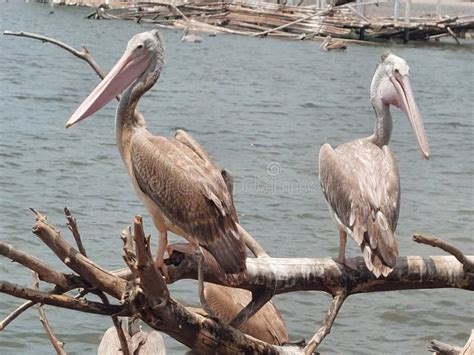 Bird Safari Park Animals Natural Stock Image - Image of natural, safari ...