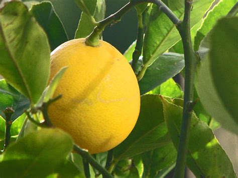 What Are The Best Lemon Trees to Plant in My Yard? - Pioneerthinking.com