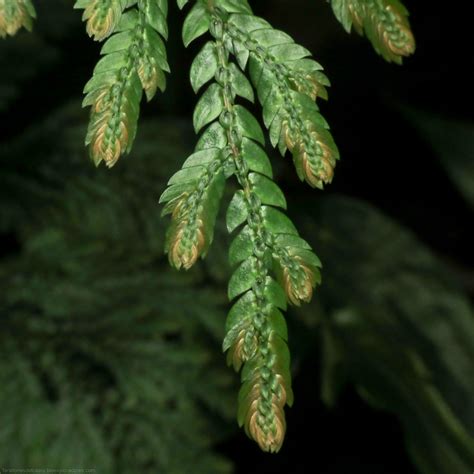 Doradillas Orden Selaginellales Biodiversidad Farallones Del Citar