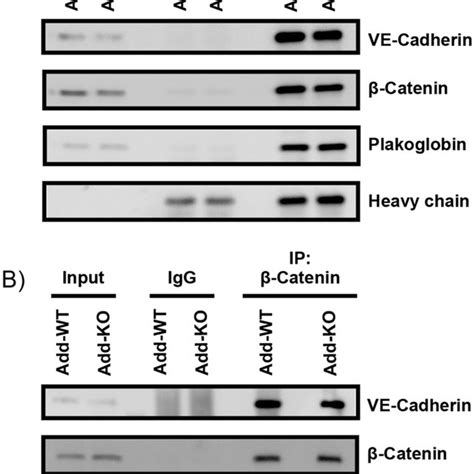 Analysis of the VE-Cadherin based complex by immunoprecipitation.... | Download Scientific Diagram