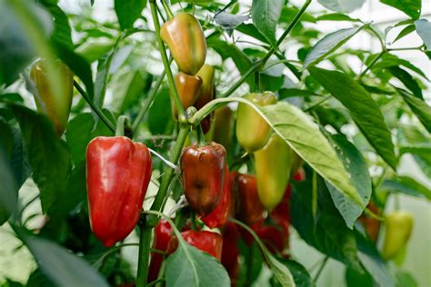 When To Plant Banana Peppers - PlantopiaHub - Your Ultimate Destination ...