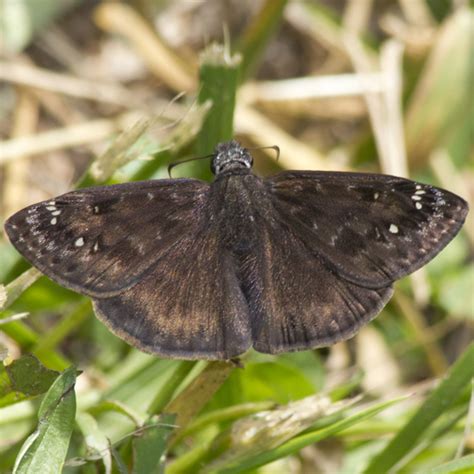 Horace S Duskywing Erynnis Horatius BugGuide Net