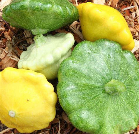 Scallop Squash Seed Blend | Heirloom Squash Seeds