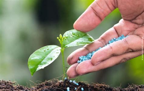 Tipos De Fertilizantes Para Las Plantas Del Jard N Tu Consulta Gratis