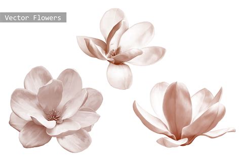 Set Of Magnolia Flowers Vector Custom Designed Graphic Objects