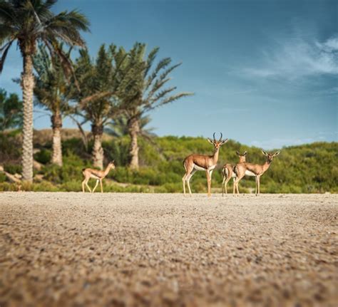 Al Mare Ad Abu Dhabi Cose Da Fare Sullisola Cool Di Saadiyat