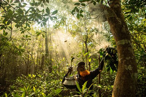 A Brave Livelihood Mangrove Photography Awards Print Mangrove