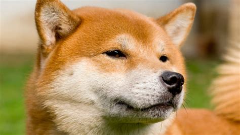 Cryptocurrency Dogecoin now has a market value of more than 1 billion