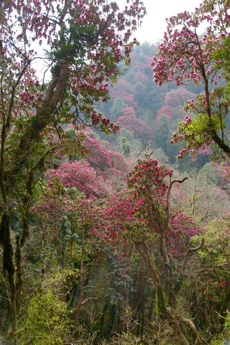 Rhododendron Forest Himalaya Nepal Beautiful Nature Pictures