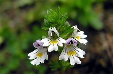 Euphrasia 30, 200, 1M, Q - Uses, Benefits & Side Effects