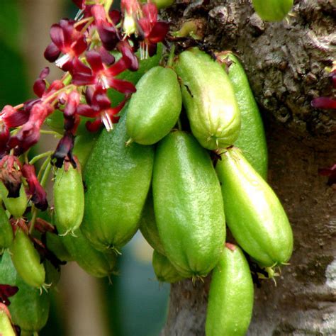 Anak Pokok Belimbing Buluh Kebuna Putrajaya