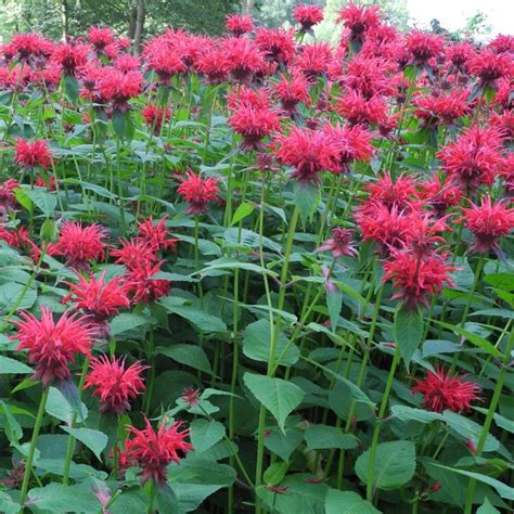 Indianernessel Monarda Fistulosa Gardenview Scarlett Lichtnelke