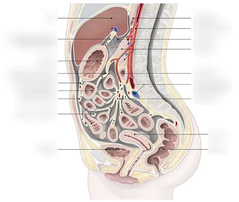 Peritoneum Diagram | Quizlet