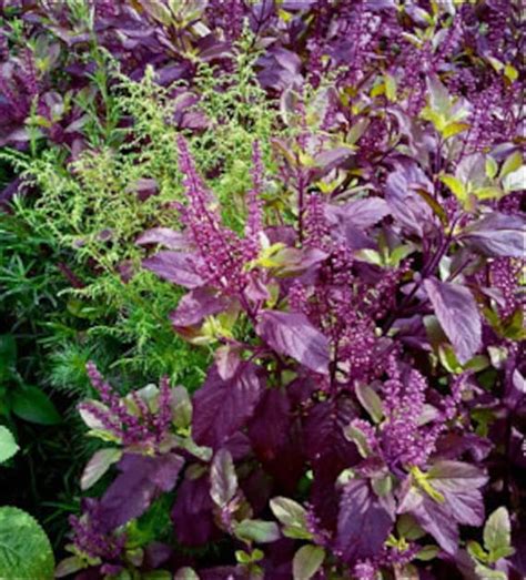 Purple Holy Basil Seeds Krishna Tulsi By Healingforestseeds