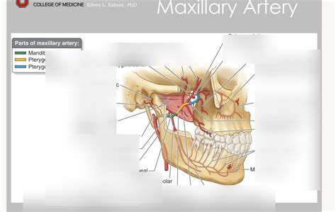 Maxillary Artery Diagram Quizlet