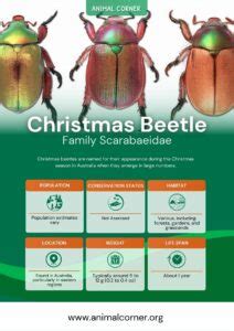 Christmas Beetle - Facts, Information & Pictures