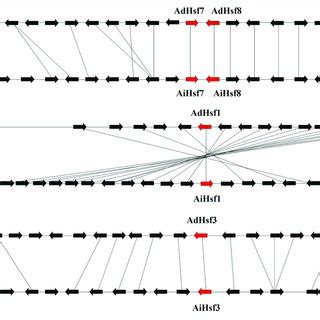 Syntenic Chromosomal Segments Between Genes Flanking Aa Genome Hsfs