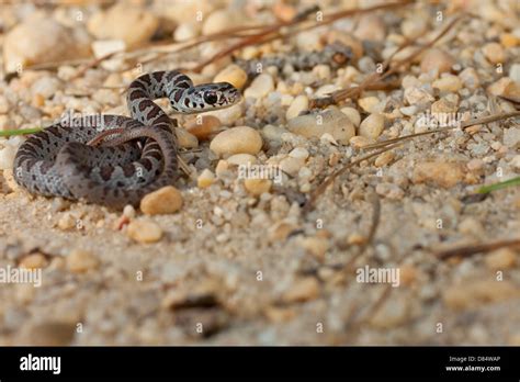 A baby black racer snake in strike position - Coluber constrictor Stock Photo - Alamy