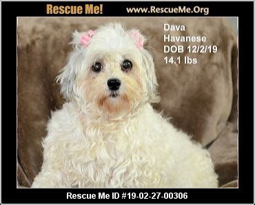 - Colorado Havanese Rescue - ADOPTIONS - Rescue Me!