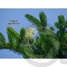 Abies Koreana Abete Della Corea Strobilo Strobili Abies Koreana