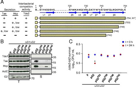 Vgrg C Terminus Confers The Type Vi Effector Transport Specificity And