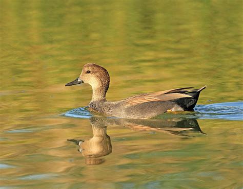 Gadwall Drake Photograph by Chris Johnson - Pixels