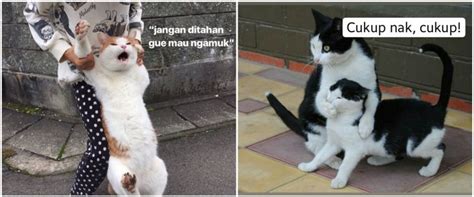 11 Gambar Lucu Tingkah Kucing - Gambar Kinan