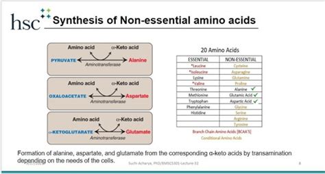 EXAM 4-Lecture 32: Amino Acid synthesis Flashcards | Quizlet