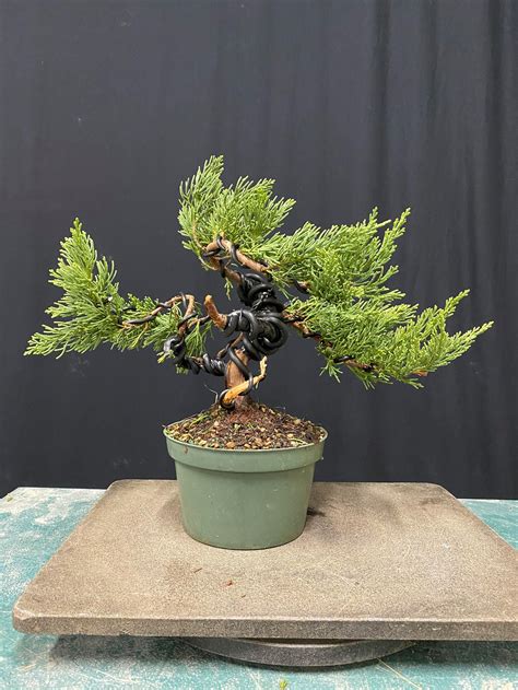 Parsonii Juniper Pre Bonsai Underhill Bonsai Llc