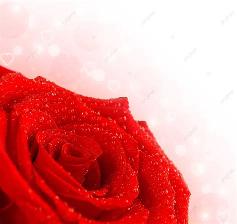 Red Rose Border Copy Beautiful Decoration Photo Background And Picture ...