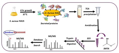 The Important Biological Functions And Sequencing Technology Of N Terminal Creative Proteomics