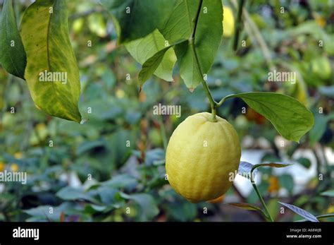 Ponderosa Lemon Tree Hi Res Stock Photography And Images Alamy